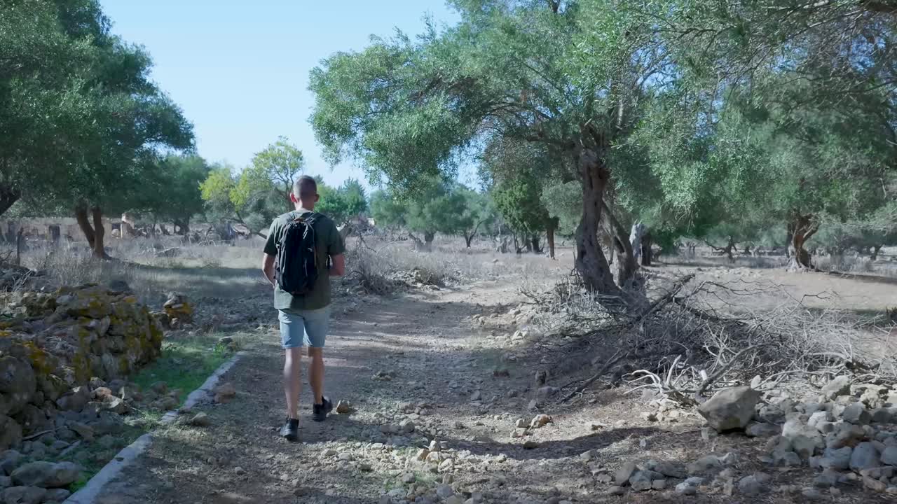 한 남자 가 폐허 가 있는 올리브 숲 을 걸어다니고 있다