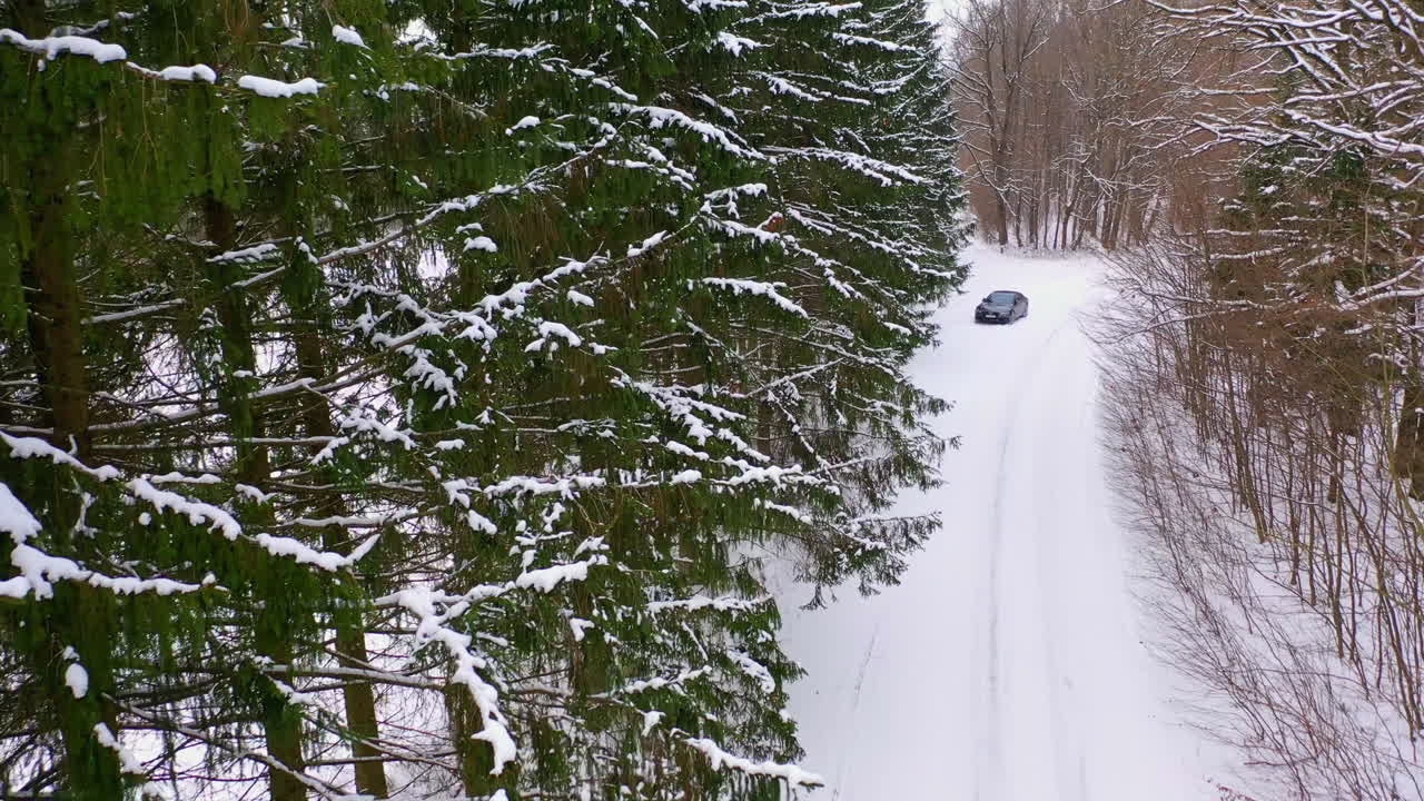 Coniferous trees in snow. Beautiful forest with a country road covered with snow. Car in woodland.Tranquil atmosphere of winter nature.
