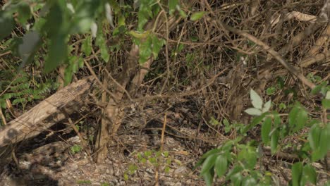 Gran-Lagarto-Monitor-Arrastrándose-Detrás-De-Arbustos-Secos--cerrar