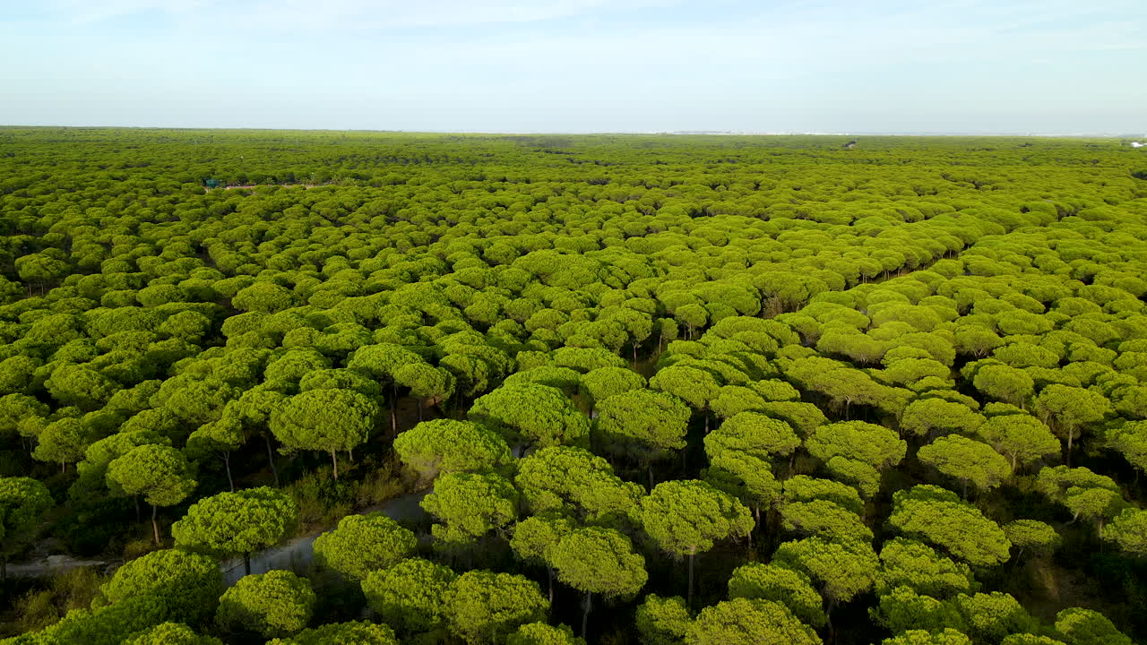 스페인의 소나무가 있는 녹색 숲 풍경의 공중 역방향 촬영 - 화창한 날의 목가적인 숲