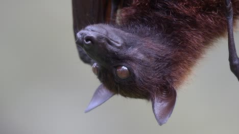 upside down view of a malayan flying fox white blurred background - closeup shot