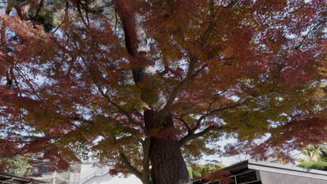 a japanese maple in a temple in tokyo, the evening sun reflects on its leaves creating a unique landscape