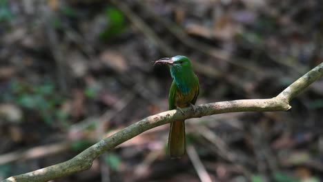 Looking-around-while-wagging-its-tail-and-also-making-sounds-then-flies-away-to-deliver-to-its-nestlings,-Blue-bearded-Bee-eater,-Nyctyornis-athertoni,-Kaeng-Krachan-National-Park,-Thailand