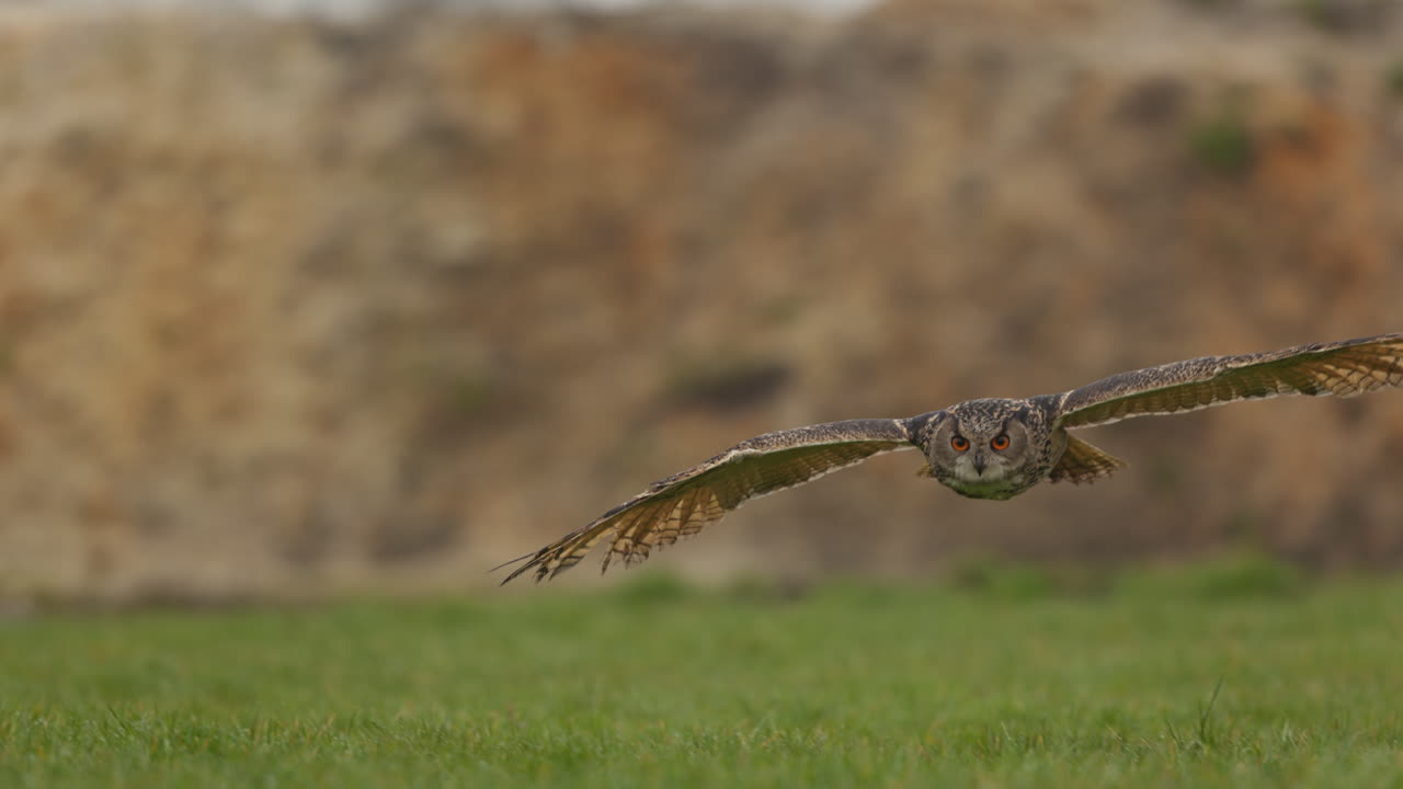 el búho águila cazando en la hierba
