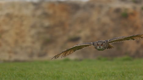 eagle owl hunting in grass