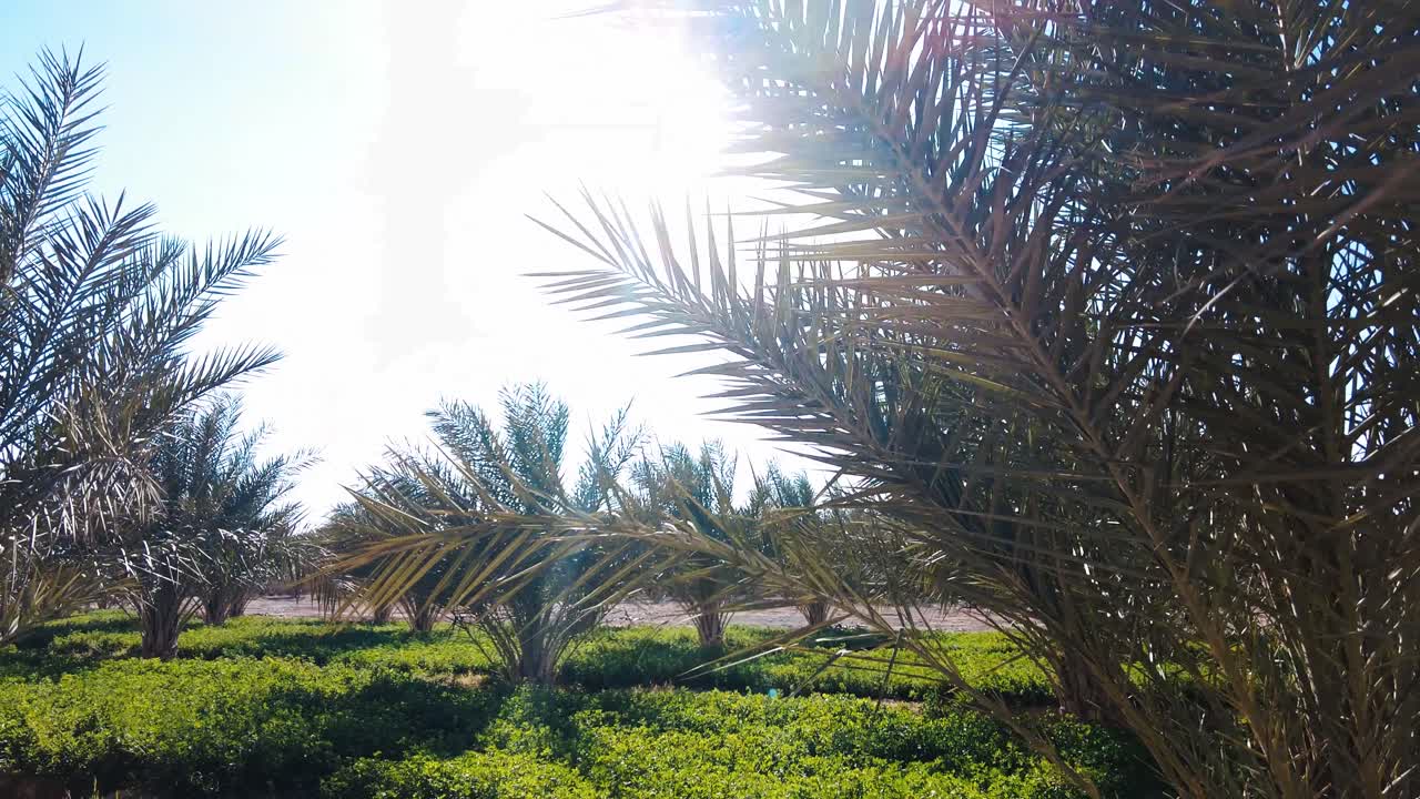 date palm plantation deglet nour in the region of biskra algeria
