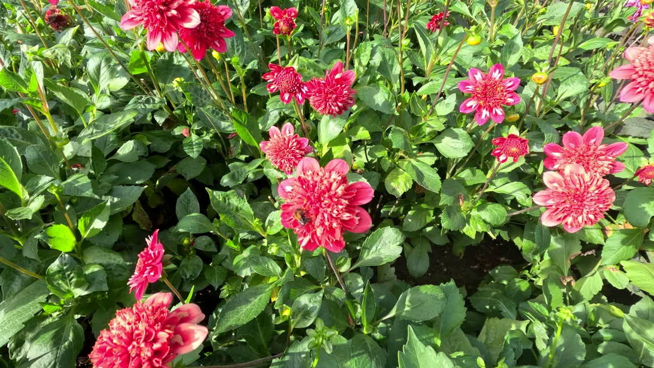Vivaci fiori di dalia rossi e rosa sbocciano sotto la luminosa luce del giorno in un lussureggiante giardino botanico, ripresi con un lento movimento panoramico della telecamera.