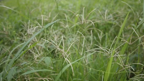 hierba verde en la brisa durante el día soleado