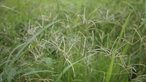 green grass in the breeze during the sunny day