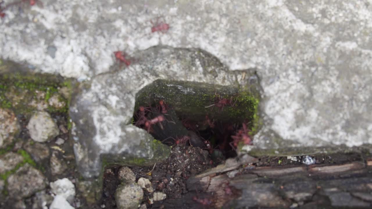 보도에서 식민지에 들어가는 붉은 개미