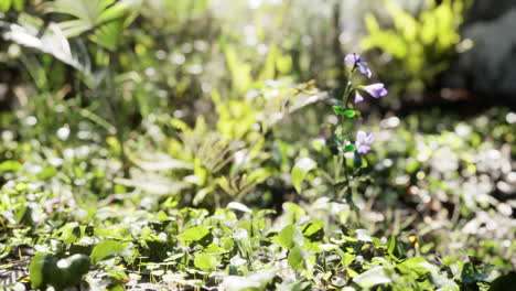 primer plano de una planta en la selva tropical