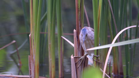 Ein-Wunderschöner-Gelber-Rohrdommelvogel,-Der-Einen-Fisch-Angreift-Und-Seinen-Fang-Verpasst,-Während-Er-Sich-An-Süßwasserpflanzen-über-Wasser-Klammert---Zeitlupe