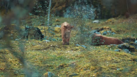 A-tiny-cute-Highlander-calf-grazing-on-a-rocky-field,-looking-around-with-curiosity