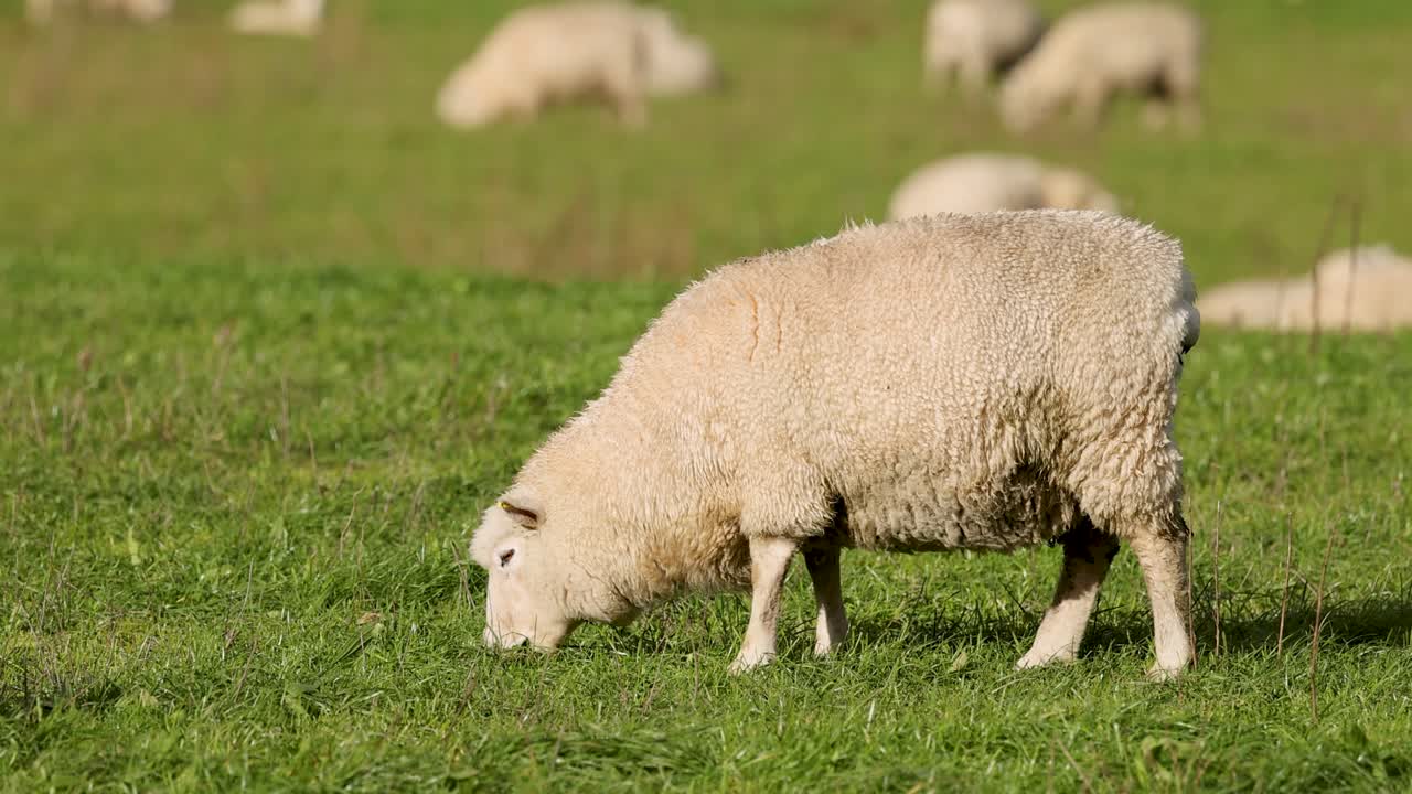 A serene scene of sheep grazing in a vibrant green field under natural daylight, showcasing peaceful rural life