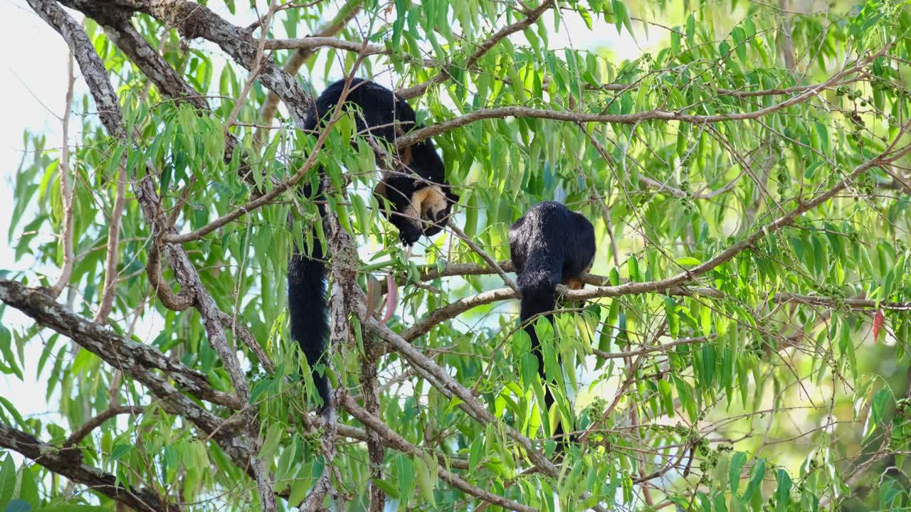 ardilla gigante negra, ratufa bicolor vista comiendo frutas dentro del follaje con dos manos mientras que la otra se ve desde su espalda, parque nacional khao yai, tailandia