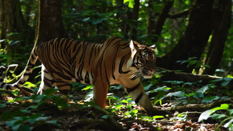 tiger in the rainforest