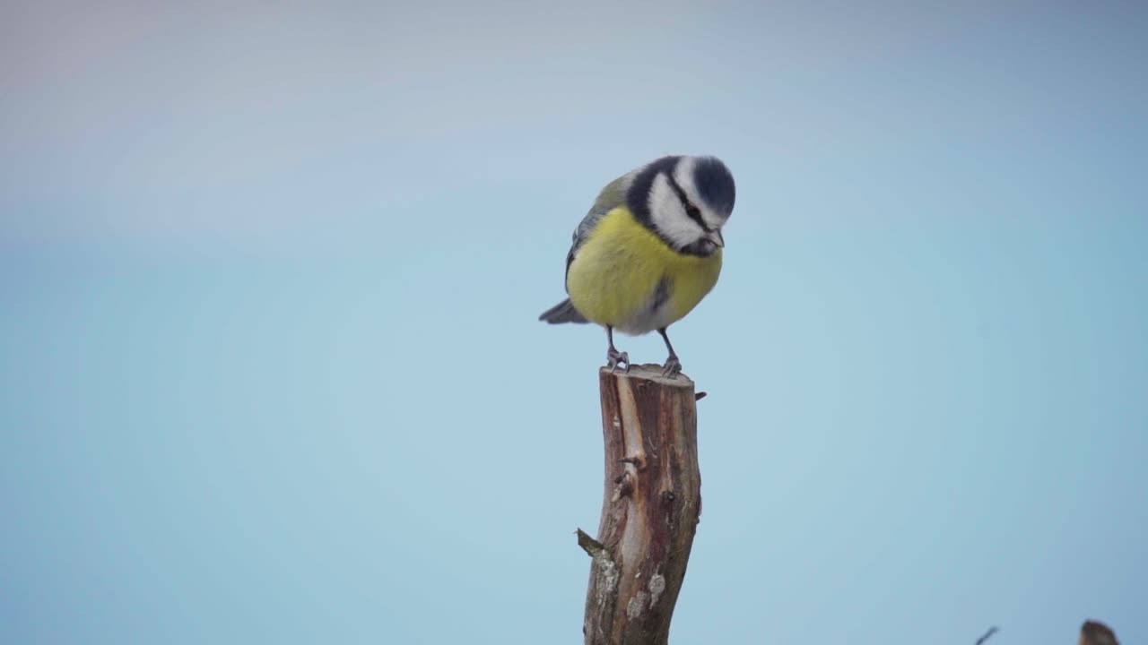 Perching Great Tit Bird Then Fly Away