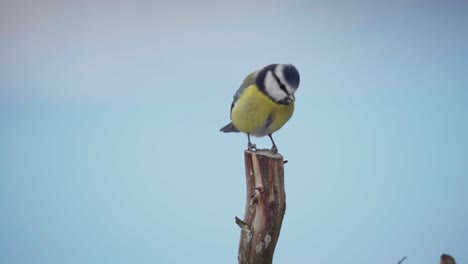 Perching-Great-Tit-Bird-Then-Fly-Away