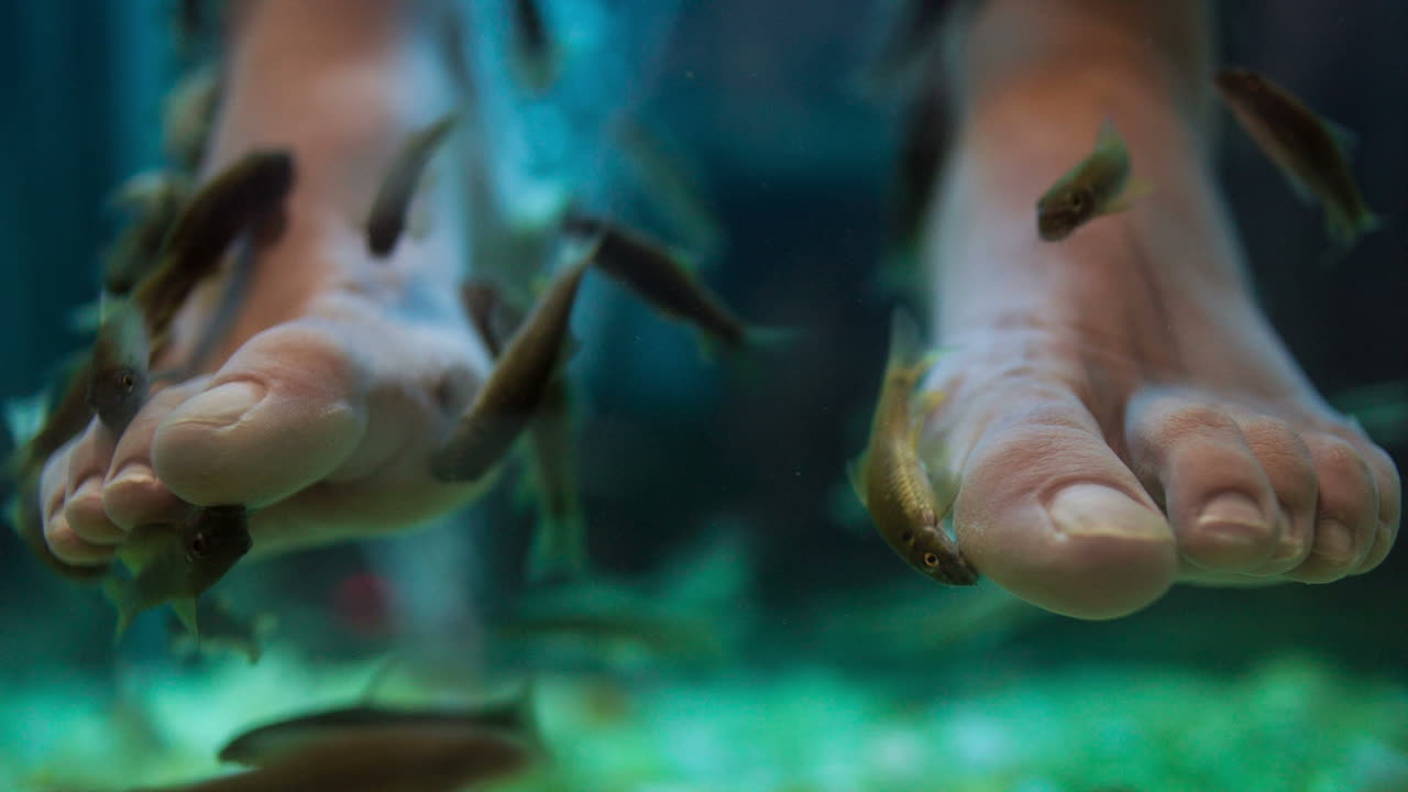 tratamiento de cuidado de la piel de bienestar de pedicura de spa de pescado