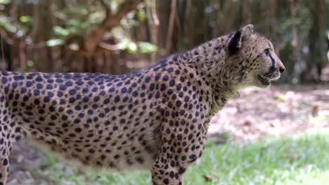closeup view of a cheetah standing and looking straight to the right - low level side view shot