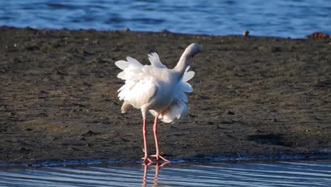 White-Ibis,-Eudocimus-albus,-Ibis-preening-its-fluffy-feathers-in-the-early-morning-sun-in-a-lagoon