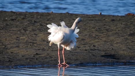 ibis blanco, eudocimus albus, ibis arreglando sus plumas esponjosas en el sol de la mañana temprano en una laguna
