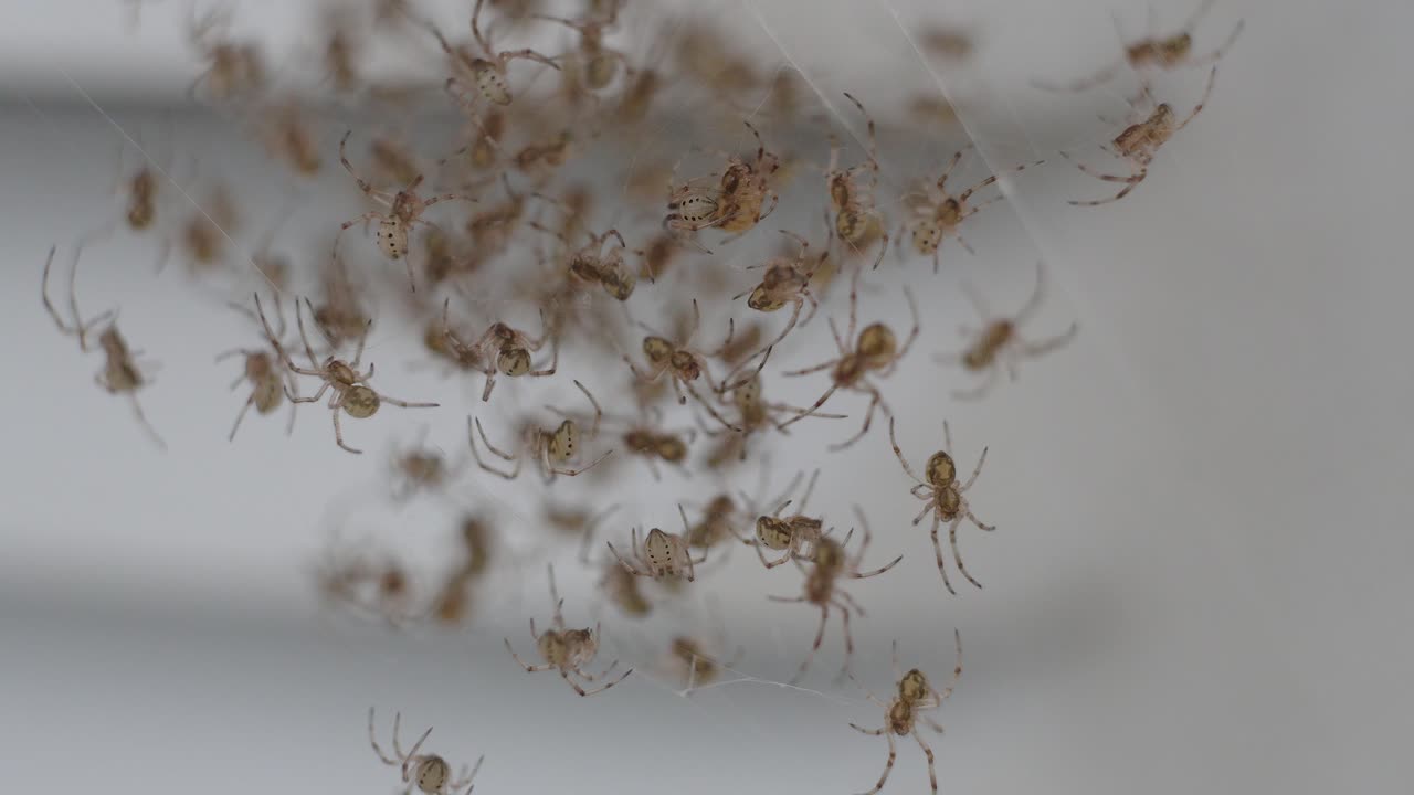 Decine di piccoli di vedova marrone (Latrodectus geometricus) su una ragnatela