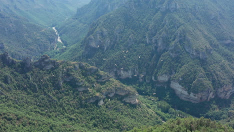 Felsiger-Canyon-Gorges-Du-Tarn-Mit-Einem-Schwarm-Geier,-Der-In-Der-Thermalantenne-Fliegt