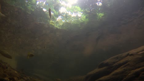 El-Parque-Nacional-Kaeng-Krachan-Es-El-Hogar-De-Muchos-Animales-Salvajes-Fantásticos-Y-Los-Arroyos-Son-Una-Fuente-De-Vida-De-Agua-Dulce-Para-Que-Los-Animales-Beban-Y-Los-Peces-Naden.