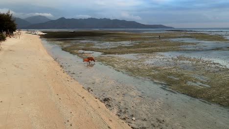 Vista-Aérea-De-Vacas-Pastando-En-Una-Playa-Tropical-Durante-La-Marea-Baja-En-La-Isla-Gili-Air,-Indonesia