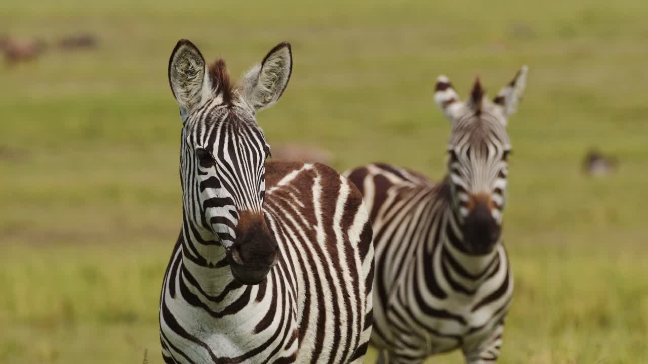 Splendida ripresa al rallentatore di zebre tra la savana e le praterie con erba alta. Fauna selvatica africana nella Riserva Nazionale Maasai Mara, Kenya. Animali da safari in Africa nel Masai Mara