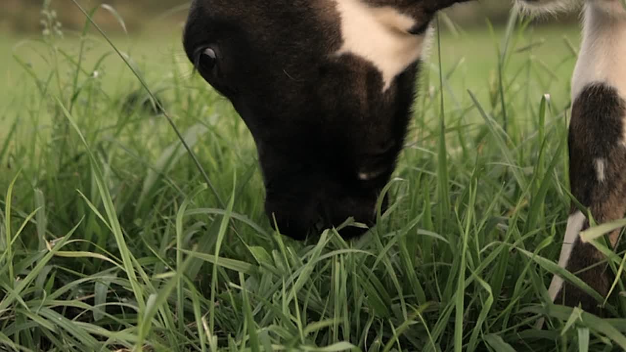 vaca comiendo en la hermosa isla de são miguel, açores en portugal