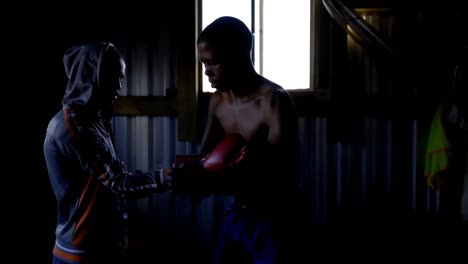 trainer assisting male boxer in wearing boxing gloves 4k