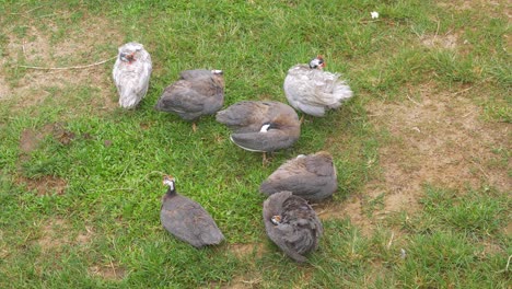 Pequeña-Cantidad-De-Gallina-De-Guinea-En-El-Césped