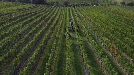 drone flight over vineyard and people are harvesting grapes