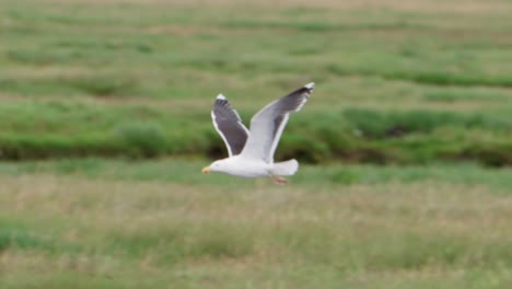 seagull gliding above grassy marshland on a breezy summer day