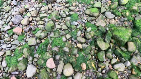 moss-covered rocks on a scottish shoreline