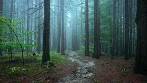 Autumn-mysterious-forest-in-the-fog