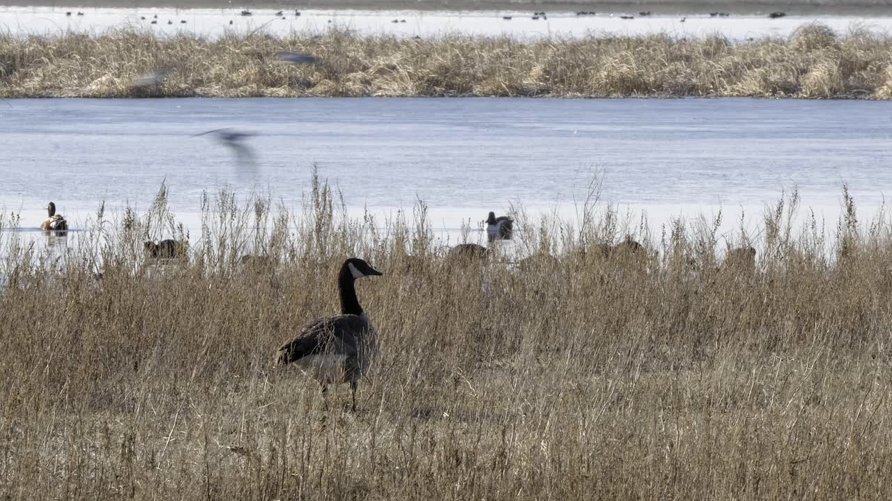 un ganso canadiense observa a los patos mallardos nadar más allá en un estanque de humedales