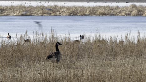 One-Canada-Goose-watches-Mallard-ducks-swim-past-in-wetland-pond