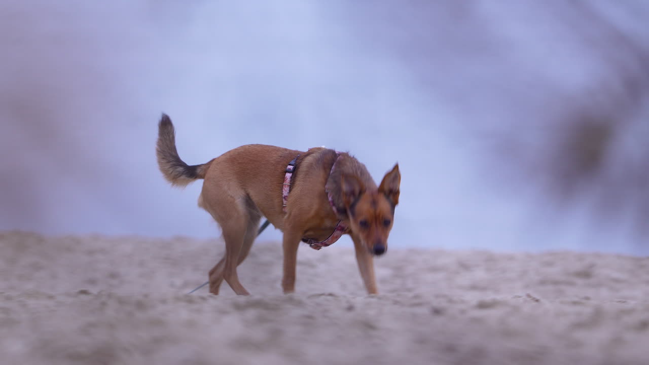 A dog on a leash explores the sandy beach in , capturing a moment of curiosity and play