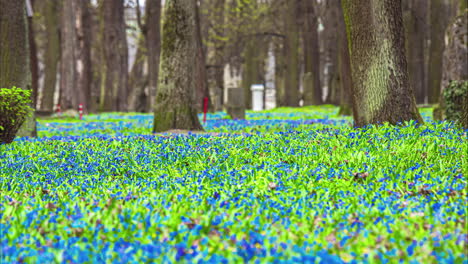 pequeñas flores silvestres azules y púrpuras en un bosque de parque rural - lapso de tiempo