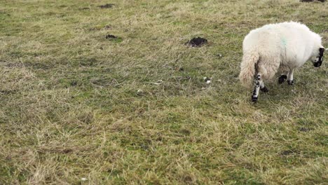 ovejas en un campo en la campiña inglesa en lancashire