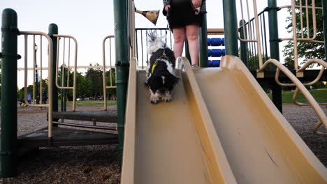 small dog sliding down playground slide