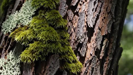 textural tree bark with green moss and lichen growth