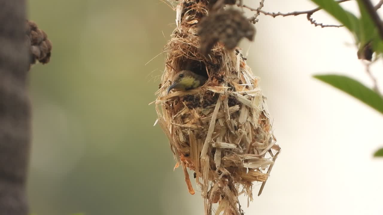 colibrí en el nido de pájaros