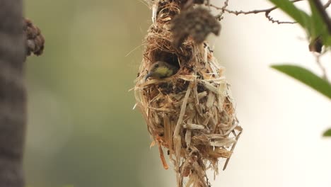 kolibri im vogelnest