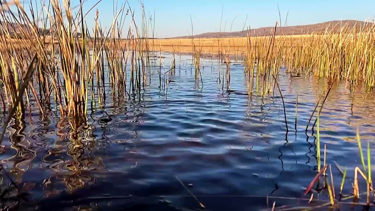 un pedazo de botín rompe la superficie de la superficie de agua tranquila y quieta, enviando ondas a lo largo de la superficie del agua