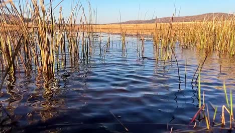 Lump-of-spoil-breaks-the-surface-of-the-calm-and-still-water-surface,-sending-ripples-along-the-surface-of-the-water