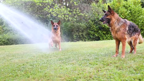 Toma-Cinematográfica-En-Cámara-Lenta-De-Perros-Pastores-Alemanes-Rociados-Con-Una-Manguera-De-Agua,-Bebiendo-El-Agua-E-Interactuando-Con-Ella,-Perro,-Slomo